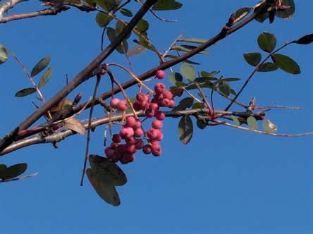 Sorbus hopehensis rosea of lijsterbes 